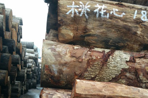 桃花芯木全面解析，权威资料